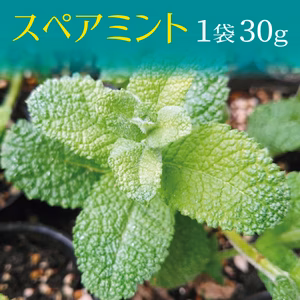 スペアミント 1袋（30g/100g）/クール便