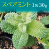 スペアミント 1袋（30g/100g）/クール便
