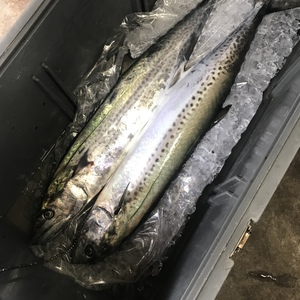 【モニター価格！】釣りたての鰆 1.7kg