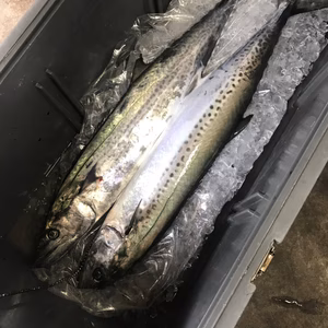 【モニター価格！】釣りたての鰆 2.3kg