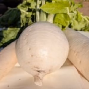 大根各種　三浦大根、聖護院大根、漬物大根、食べ比べ　甘味倍+ミニ白菜　限定第１弾