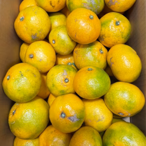 ☆熊本県産☆風のいたずらみかん（極早生みかん）　キロ数は選べます