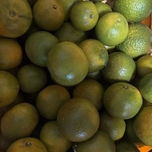 ＜期間限定＞摘果たんかん／料理・ドリンク・加工用に最適！