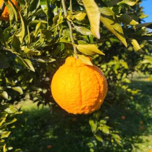 有機JAS認定　愛媛不知火『しまなみ潮風不知火』　オーガニック　【家庭用】