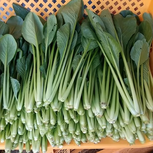 無農薬　あっさり食べやすい　小松菜