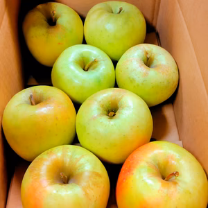 ぎっしり贅沢！家庭用ぐんま名月(6～8個)