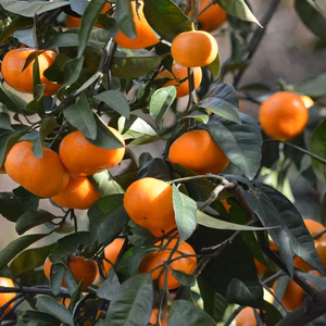 大里みかん　S～Lサイズ　4㎏箱　【ご家庭用】