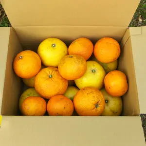 無農薬柑橘セット(各2kgずつ)