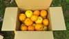 無農薬柑橘セット(各2kgずつ)
