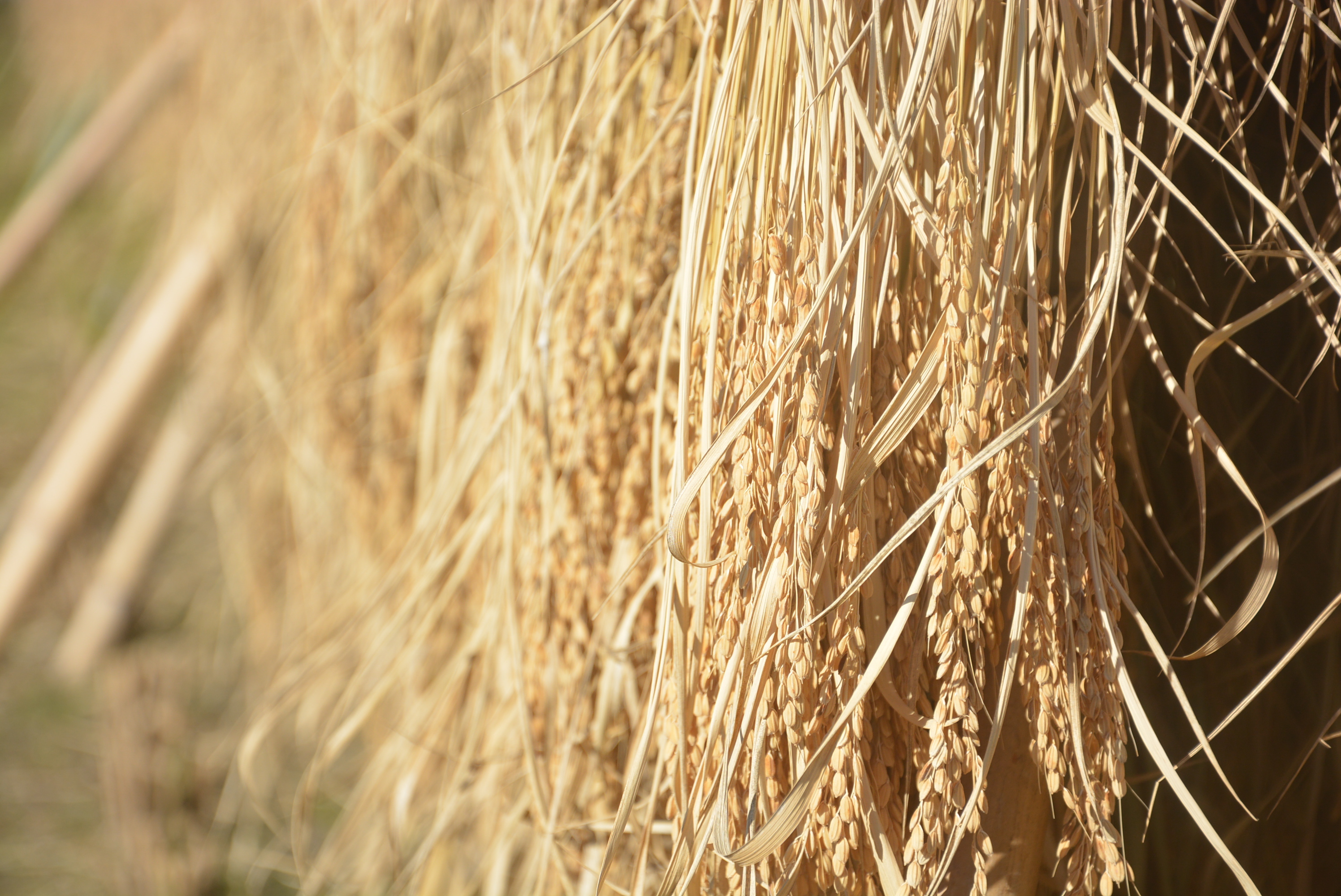 2022年 朝日米玄米 たけ爺ブランド米 栽培期間中無化学肥料・無農薬