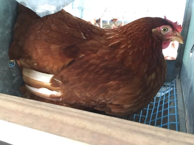「天空の卵」新鮮野菜を食べて育った放し飼い自然卵 20玉【18玉+割れ保障2玉】