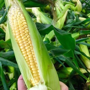 【7月限定】チョコより甘い！生で食べられるトウモロコシ！秀峰・大山よりお届け