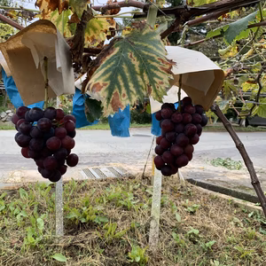 希少な葡萄「鈴香」は若木にて房数がなく限定2セット！甘くてさっぱりジュシーです。