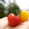 ★新食感ミニトマト★完熟プチぷよ約800g/赤＆黄ミックス  