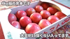 甘さと酸味が絶妙・大玉桃太郎トマト