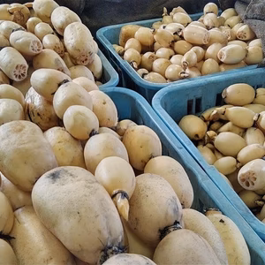 今季はこれで最後！春『れんこん』よ♥️　何時まで販売するかは未定