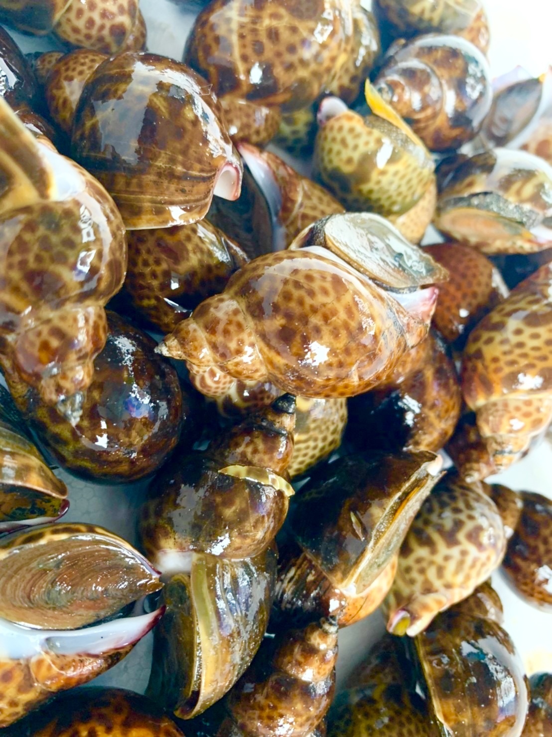バイ貝の通販・お取り寄せ商品｜魚介類｜ポケットマルシェ｜産地