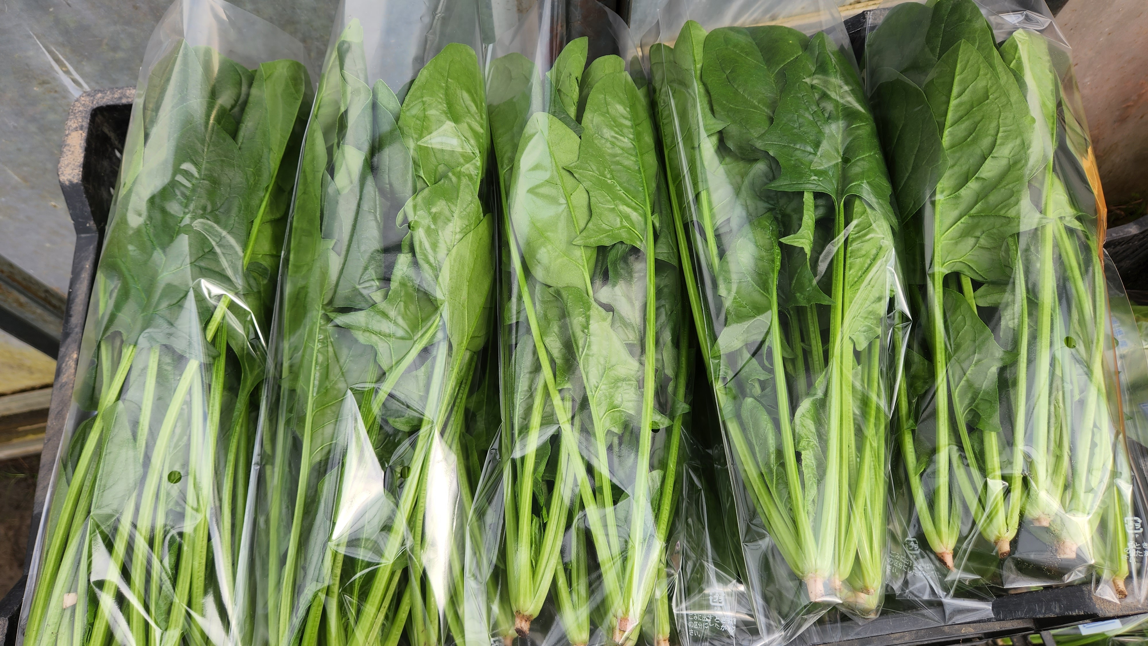 千葉県産 ほうれん草400g農薬不使用 - 野菜