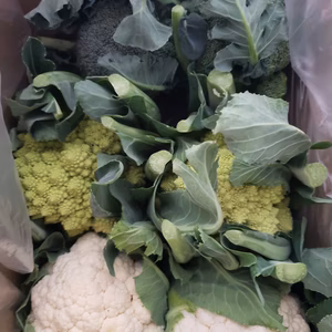 今だけ！花蕾３種の詰め合わせ　2キロ