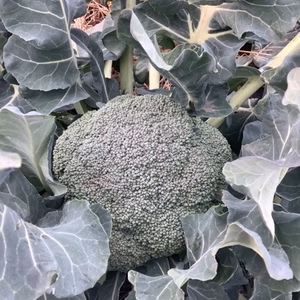 【値下げ】子どもの野菜　自然栽培ブロッコリー  緑嶺又はグランドーム　3個