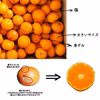 少し傷あり 小玉 小粒 減農薬 甘い うまい 安いの有田みかん  早生　ss