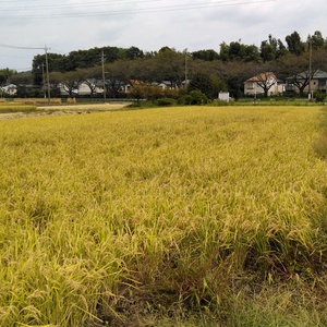 神奈川産 キヌヒカリ 玄米 5kg・10kg