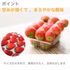 《2パック》食べ比べいちご【いばらキッス・やよいひめ】