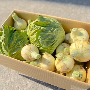《期間限定》【淡路島産】昨年大好評の新玉ねぎ5kgと春キャベツ２個詰め合わせ