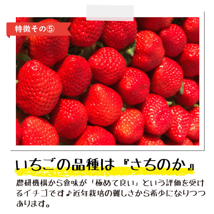 完熟冷凍いちご「ぷち苺」50g×6カップ 練乳付き｜いちごの商品
