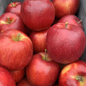 甘いだけじゃない❗しっかり酸味もあるりんご  サンジョナゴールド