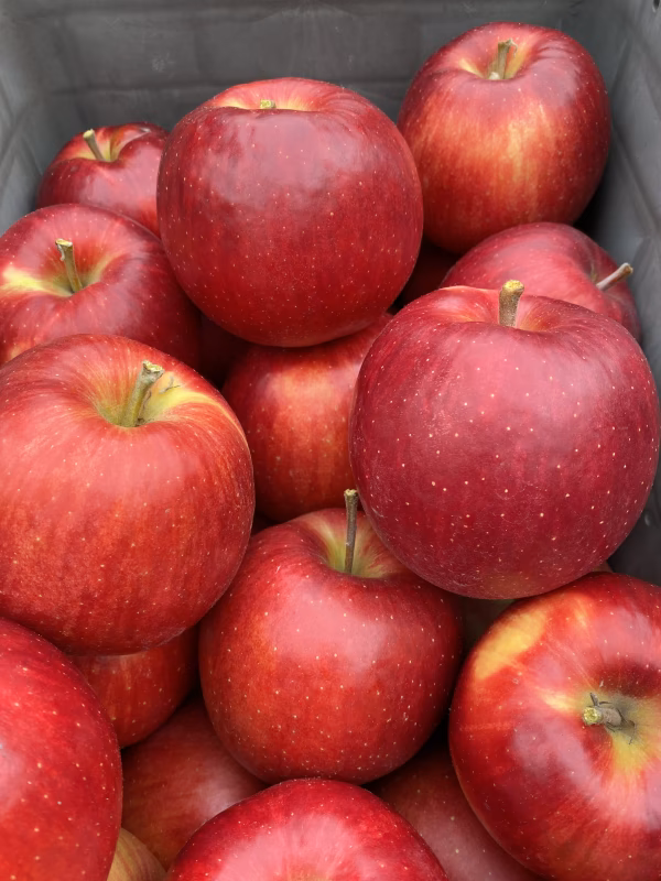 甘いだけじゃない❗しっかり酸味もあるりんご  サンジョナゴールド