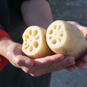 【送料込み】食べきりサイズ✨シャキモチッ✨Ｗ食感が堪らない♪ 那須高原れんこん