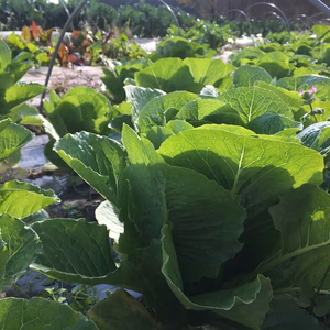 送料込み　西洋野菜の【肉厚】ロメインレタス　6株入