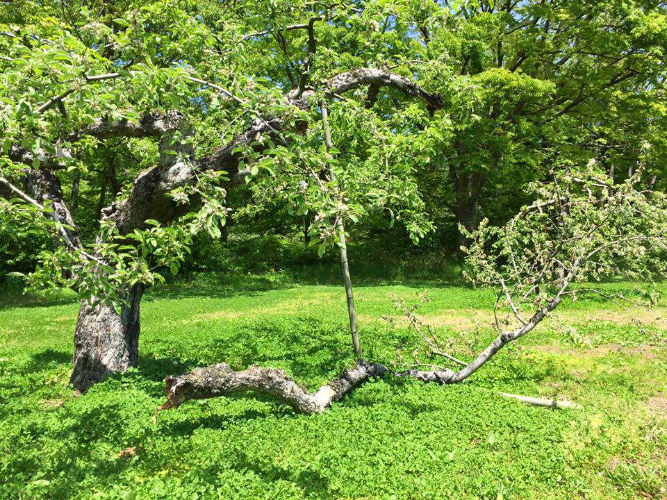 13339521_1361973343829970_1119109610763031810_n