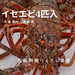 【母の日ギフト】朝獲れイセエビ4匹入り（約1kg）五島漁師直送