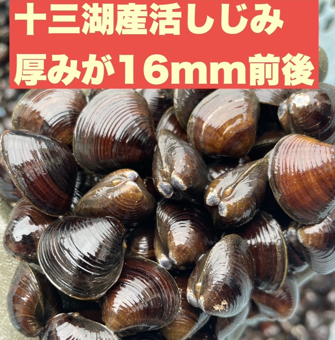 旨みが凝縮！十三湖産活しじみ1kg贅沢な中サイズ｜シジミの商品詳細