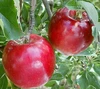 ジャム2種セット　りんご（紅玉）・プルーン
