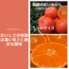 【一度食べてみませんか】（S～Ｍサイズ）奇跡の紅いみかん「小原紅早生」
