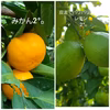 人気レモン約2㌔　みかん約2㌔　人気のツートップ