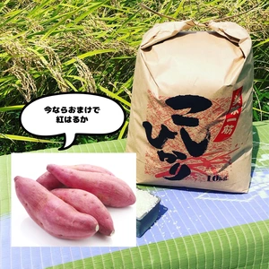 特別栽培米　長井戸沼産コシヒカリ　10kg 令和4年度　新米　紅はるか付き