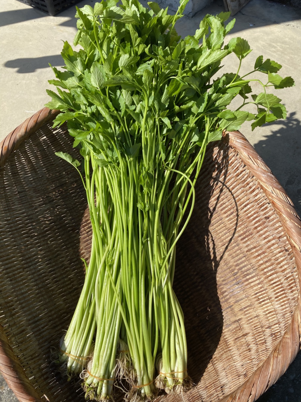 根っこまで楽しめる小川セリ 根付き せり 芹｜野菜の商品詳細