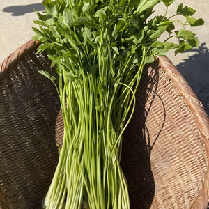 根っこまで楽しめる小川セリ　根付き　せり　芹