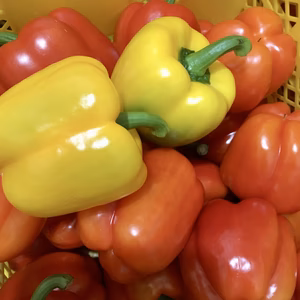 もう終わり！送料無料！大きなパプリカ！赤黄！10玉セット