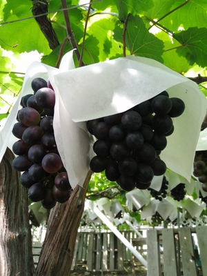 大阪府柏原市 まるかん農園 横尾博之さんの生産者プロフィール ポケットマルシェ 産直 産地直送 通販 旬の果物 野菜 魚介をお取り寄せ