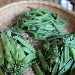 【今が旬】期間限定!! さやえんどう贅沢食べ比べセット