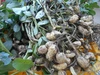 茹で落花生　最高品種　おおまさり　500ｇ　減農薬　落花生　ラッカセイ