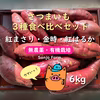 【熟成さつまいも6kg】金時芋 紅はるか 紅まさり 人気３種食べ比べセット 