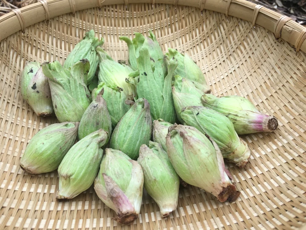 ふきのとう｜野菜の商品詳細｜ポケットマルシェ｜産直(産地直送)通販