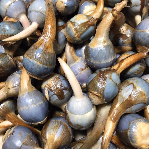 【能登野菜】神子原くわい(S)