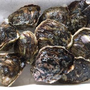 宮崎産天然岩牡蠣（生食用）2㎏セット　小サイズ　期間限定4月から9月末